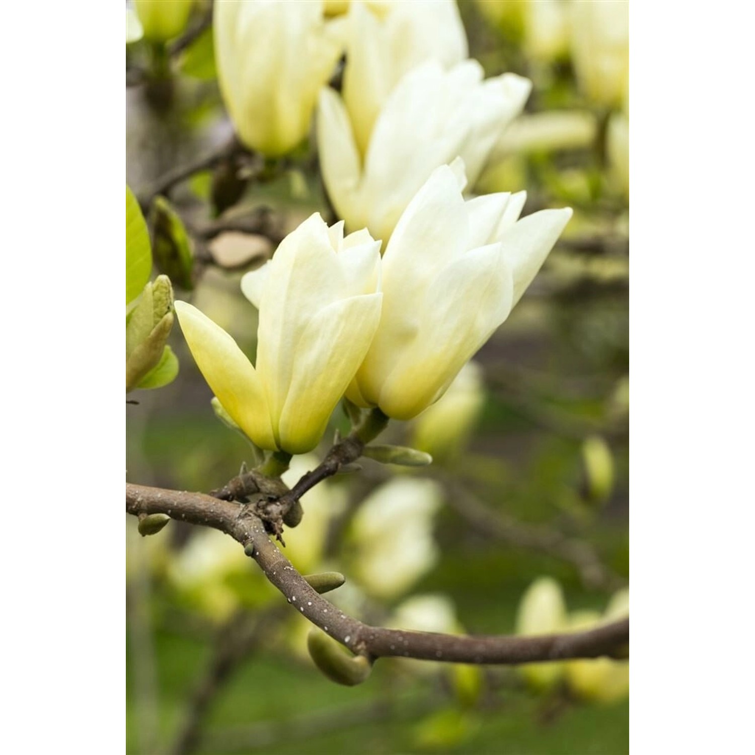 Magnolia Yellow River Magnolie 60-80 cm günstig online kaufen
