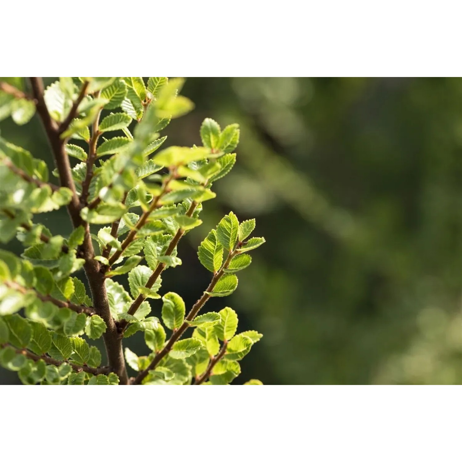 Chinesische Ulme 'Seiju' (Ulmus Parvifolia) mit grünen Blättern, Stammhöhe 80 cm.