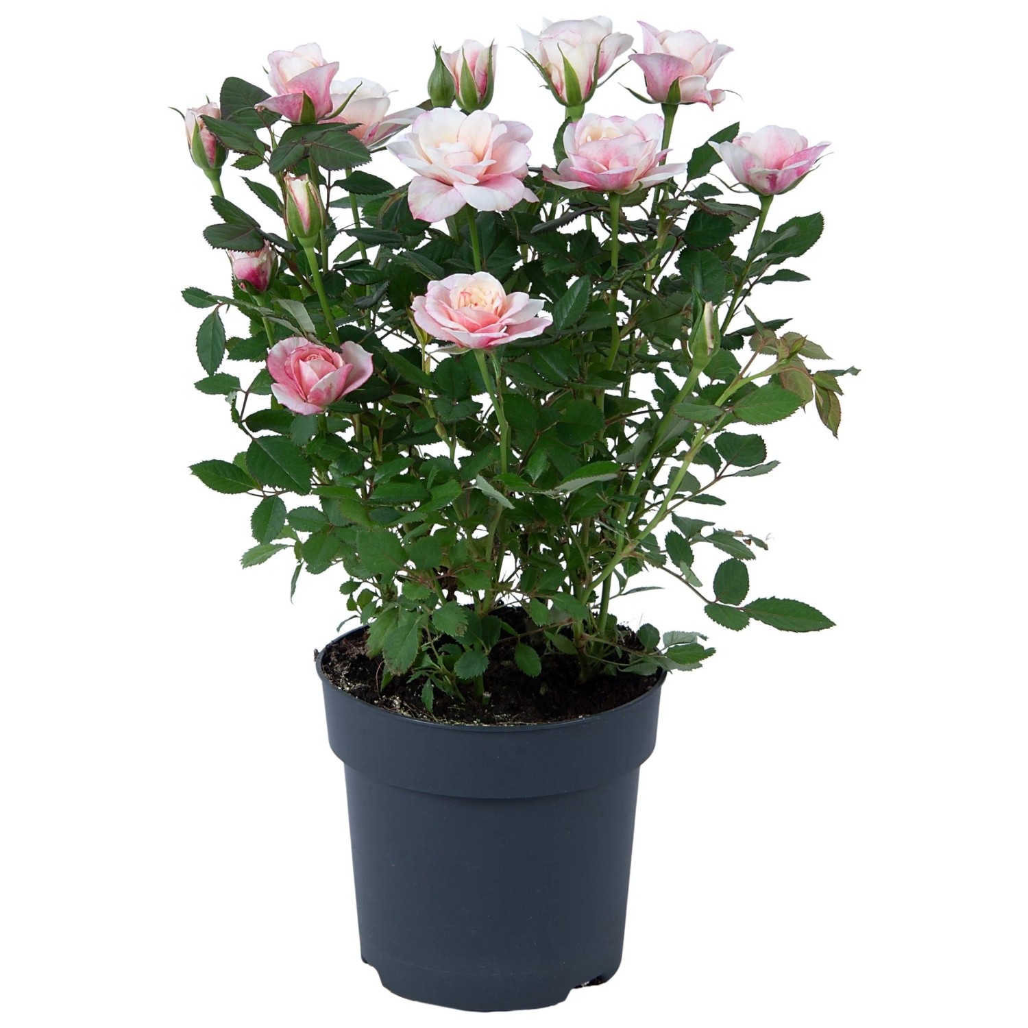 Zimmer-Rose Sortiert Höhe ca. 25 - 30 cm Topf-Ø ca. 10,5 cm Rosa Hybride_6