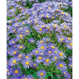 Aster Amellus Danzig Bergaster Ca. 9x9 cm Topf