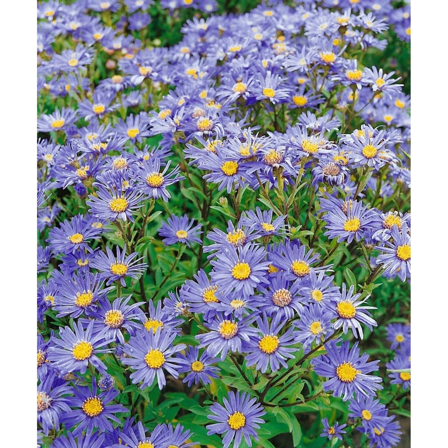 Aster Amellus Danzig Bergaster Ca. 9x9 cm Topf günstig online kaufen