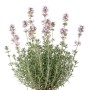 LaCaTho Deutscher Winterthymian Pflanze mit grünen Blättern und zarten lila Blüten. Ideal für Kräuterbeete.