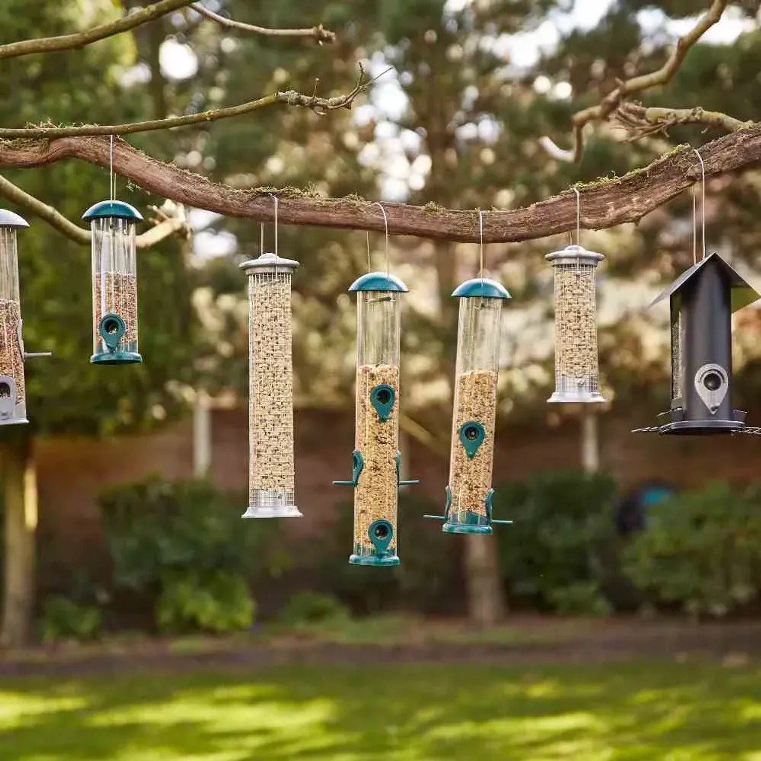 Mehrere grüne Siena Garden Vogelfutterspender hängen an einem Ast, gefüllt mit Vogelfutter.