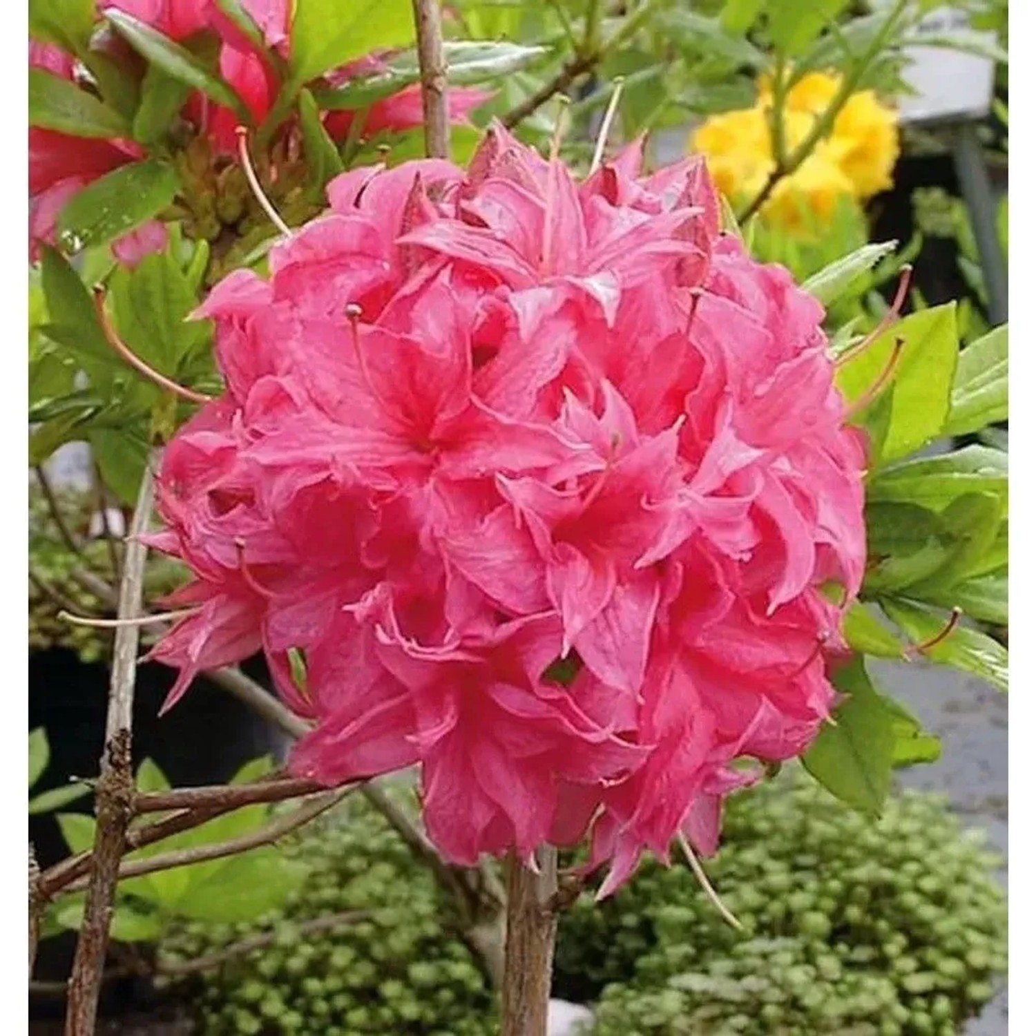 Azalee Homebush 60-80cm - Rhododendron,uteum - Alpenrose