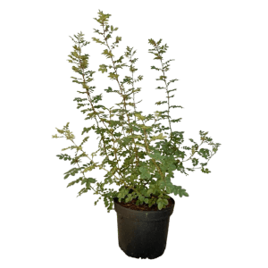 Baumfink Bibernellrose im Topf, ca. 40-60cm hoch. Strauchrose mit kleinen Blättern.