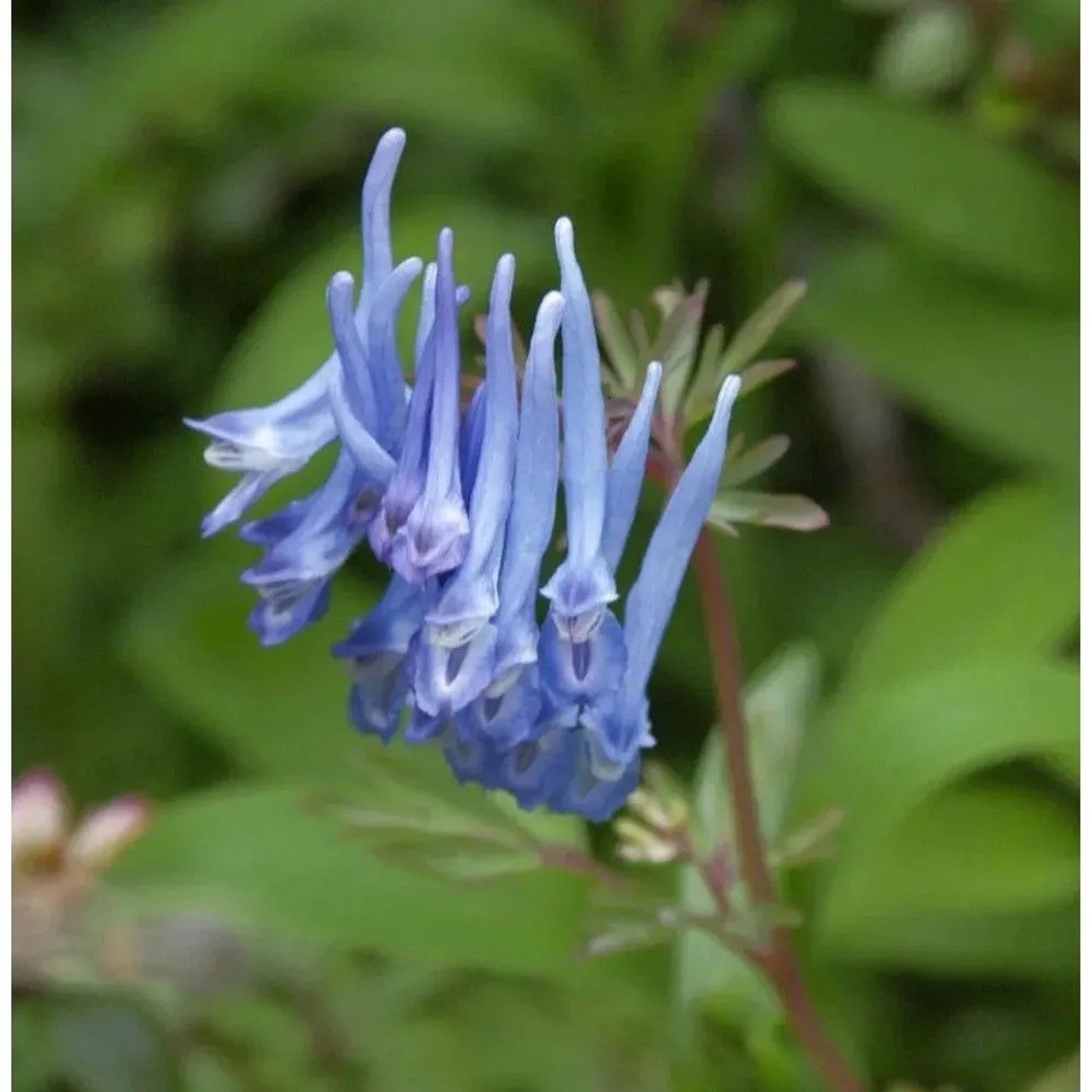 Blauer Lerchensporn China Blue - Corydalis flexuosa