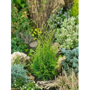Grüne Thuja 'Brabant' (60-100 cm) als Heckenpflanze im Garten.