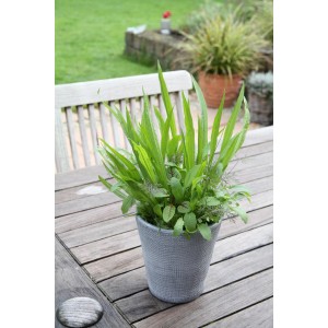 Blu Wildkräuter Mix im Topf (ca. 12 cm Ø) auf Holztisch im Garten.