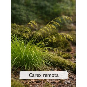Winkel-Segge (Carex remota) im Topf, grüne Blätter und gelbe Blütenstände. Ideal für schattige Standorte.