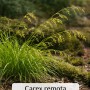 Winkel-Segge (Carex remota) im Topf, grüne Blätter und gelbe Blütenstände. Ideal für schattige Standorte.