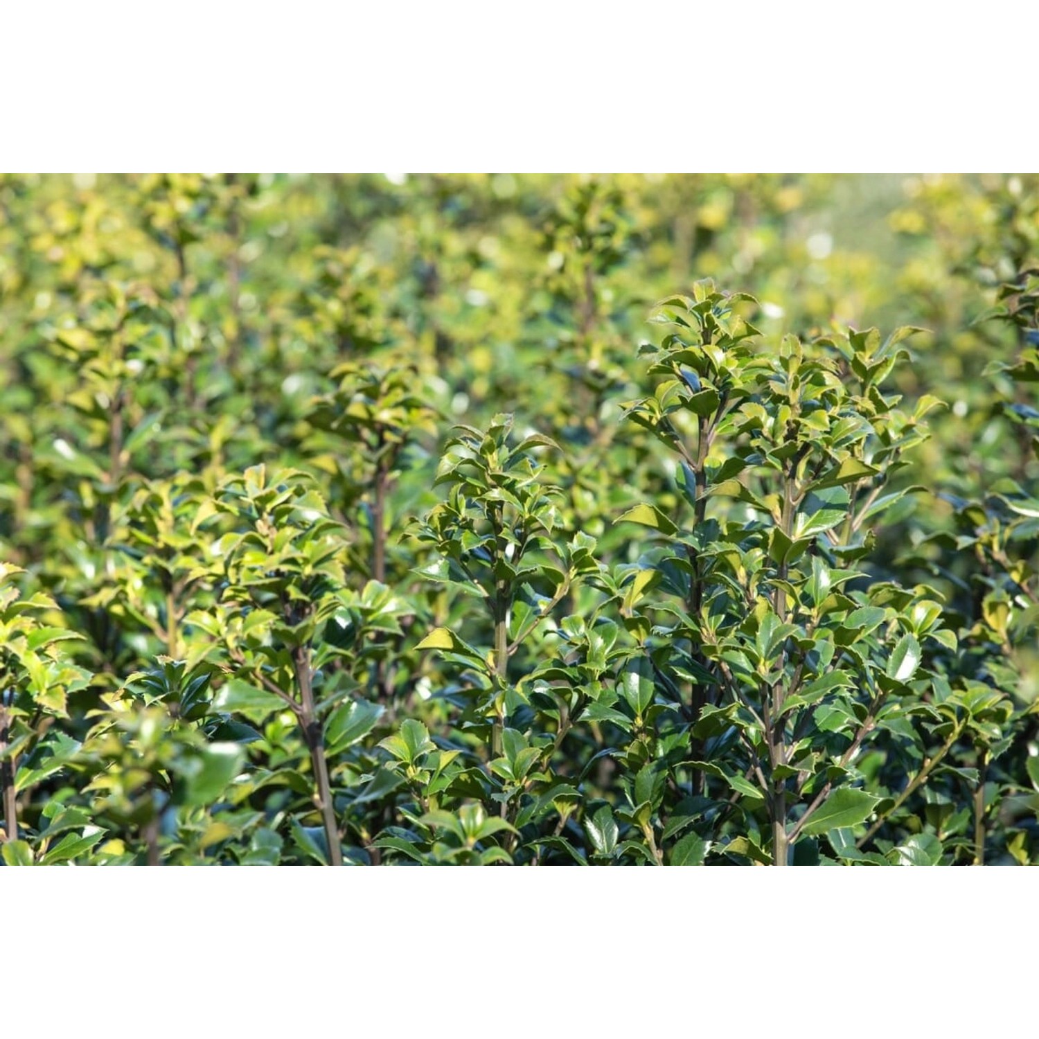 Ilex meserveae 'Heckenstar' -S- 50-60 cm günstig online kaufen