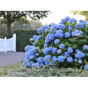 Blaue Bauernhortensie Endless Summer® im Garten, üppige Blütenpracht.