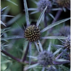 Nahaufnahme einer blauen Mannstreu (Eryngium amethystinum) Staude mit stacheligen Blättern.