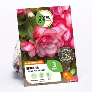 GROW by OBI Begonie Cascade Pink Balcony mit rosa Blüten und grünen Blättern.