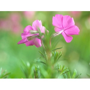 Nahaufnahme: Rosa Polsterphlox McDaniel´s Cushion im Topf, zarte Blüten und grüne Blätter.