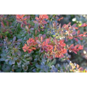 Kompakte Heckenberberitze 'Bagatelle' mit roten Blättern, ideal für niedrige Hecken und Beete.