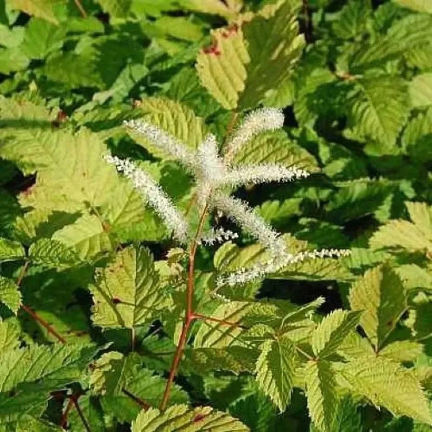 Chinesische Waldgeißbart Zweiweltenkind - Aruncus sinensis