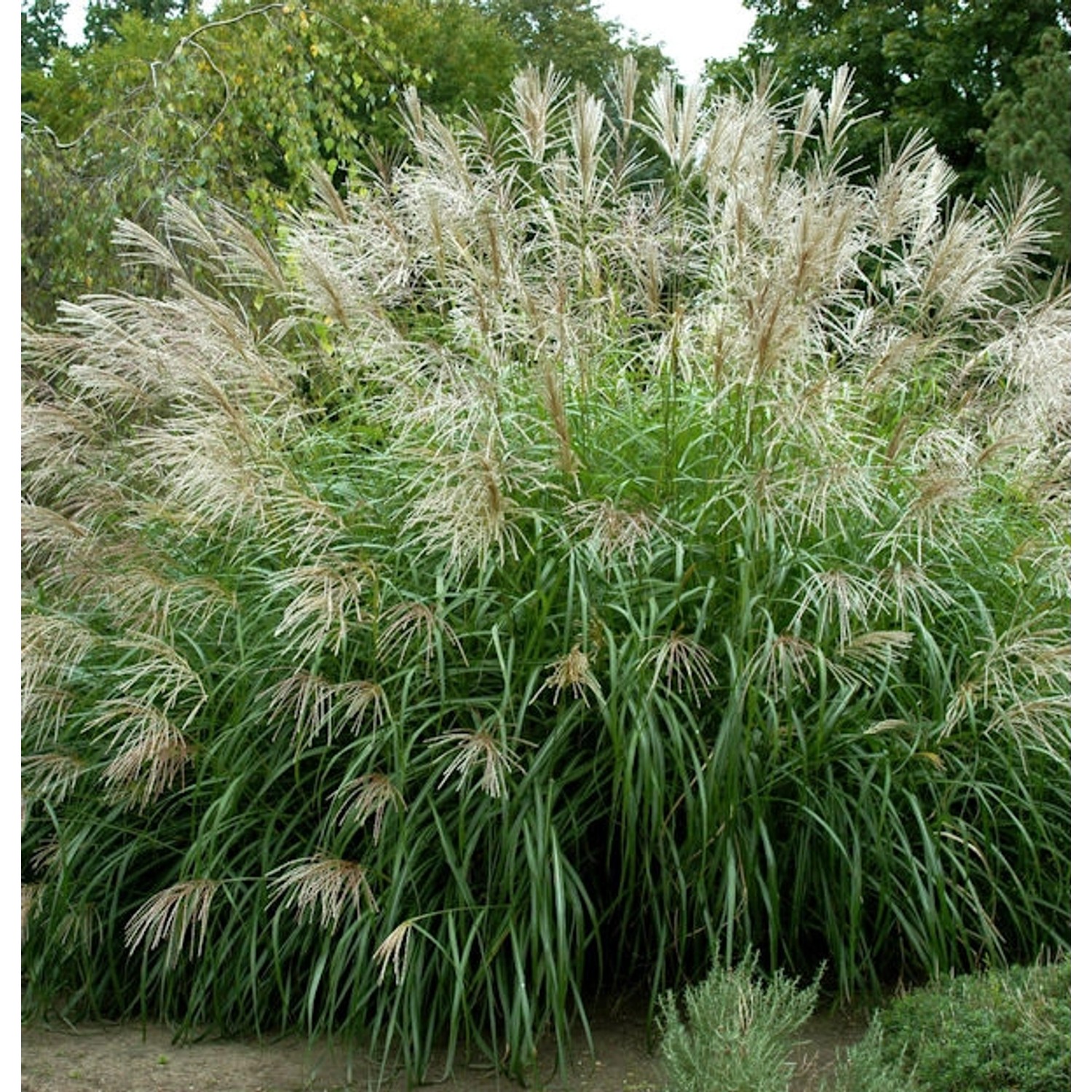 Chinaschilf Korea - XXXL Topf - Miscanthus sinensis günstig online kaufen