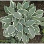Graublattfunkie 'El Nino' (Hosta tardiana) mit blaugrünen Blättern und weißem Rand.