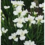 Sibirische Wieseniris Alba (Iris sibirica) mit weißen Blüten und grünen Blättern. Robuste Gartenstaude.