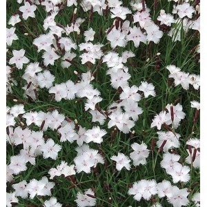 Federnelke Greystone - Dianthus plumarius