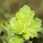 Nahaufnahme eines hellgrünen Blattes der Heuchera Americana Dale Purpurglöckchen Staude.