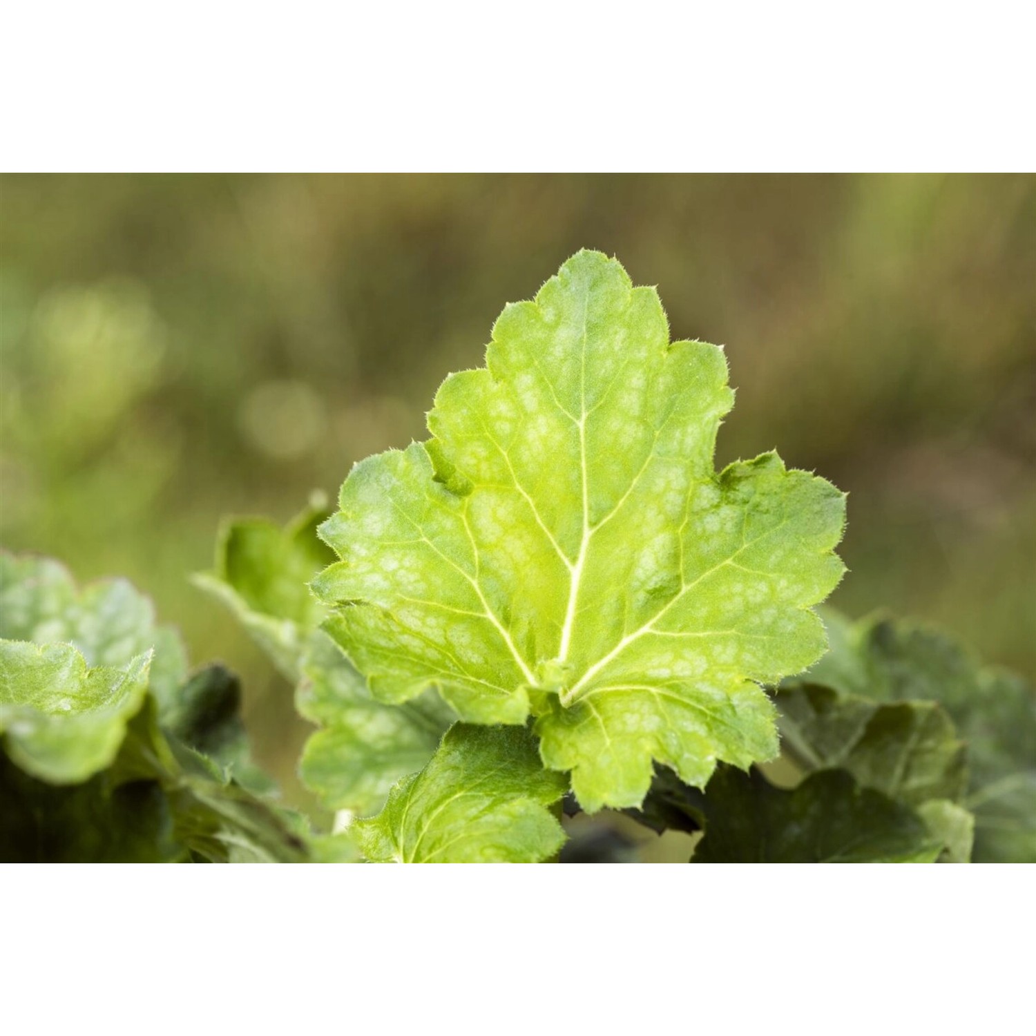Heuchera Americana Dale Purpurglöckchen Ca. 9x9 cm Topf günstig online kaufen
