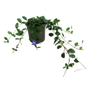 Immergrün Bowles Violett im Topf, ca. 9 cm Ø. Bodendecker mit violetten Blüten und grünen Blättern.