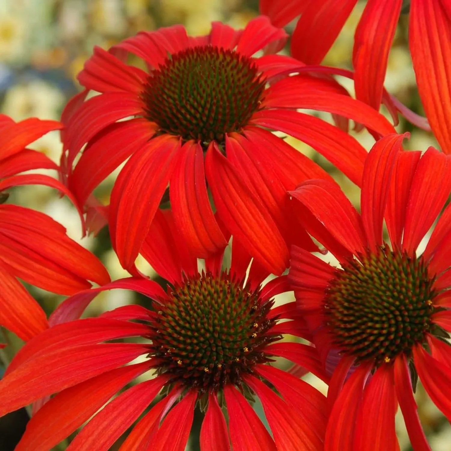 6 x Scheinsonnenhut 'Tomato Soup' Echinacea purpurea Topf 9cm Rotorange Blüten