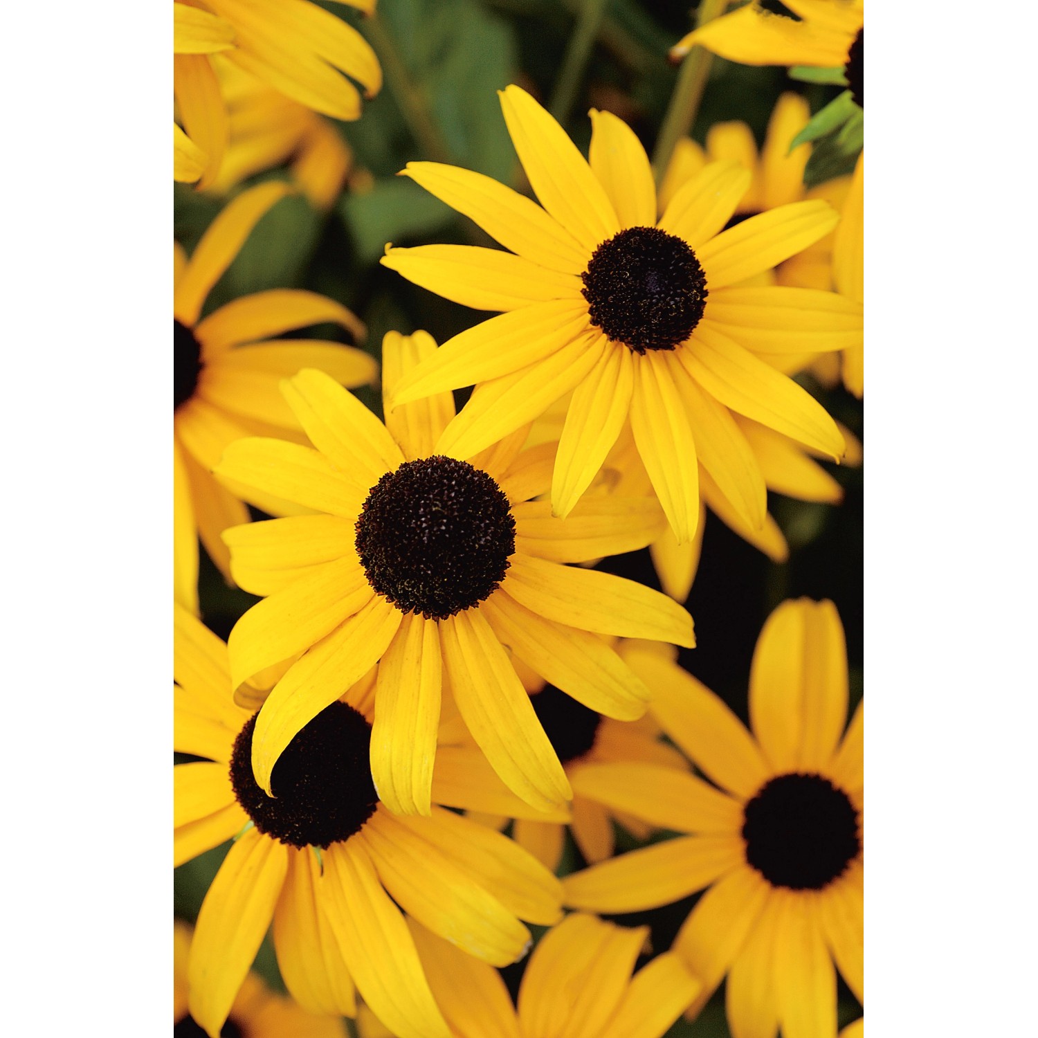 GROW by OBI Sonnenhut Goldsturm Gelb TopfØ ca. 9 cm x 9 cm Rudbeckia