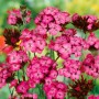 Karthäusernelke (Dianthus carthusianorum) im 9x9 cm Topf mit leuchtend pinkfarbenen Blüten.