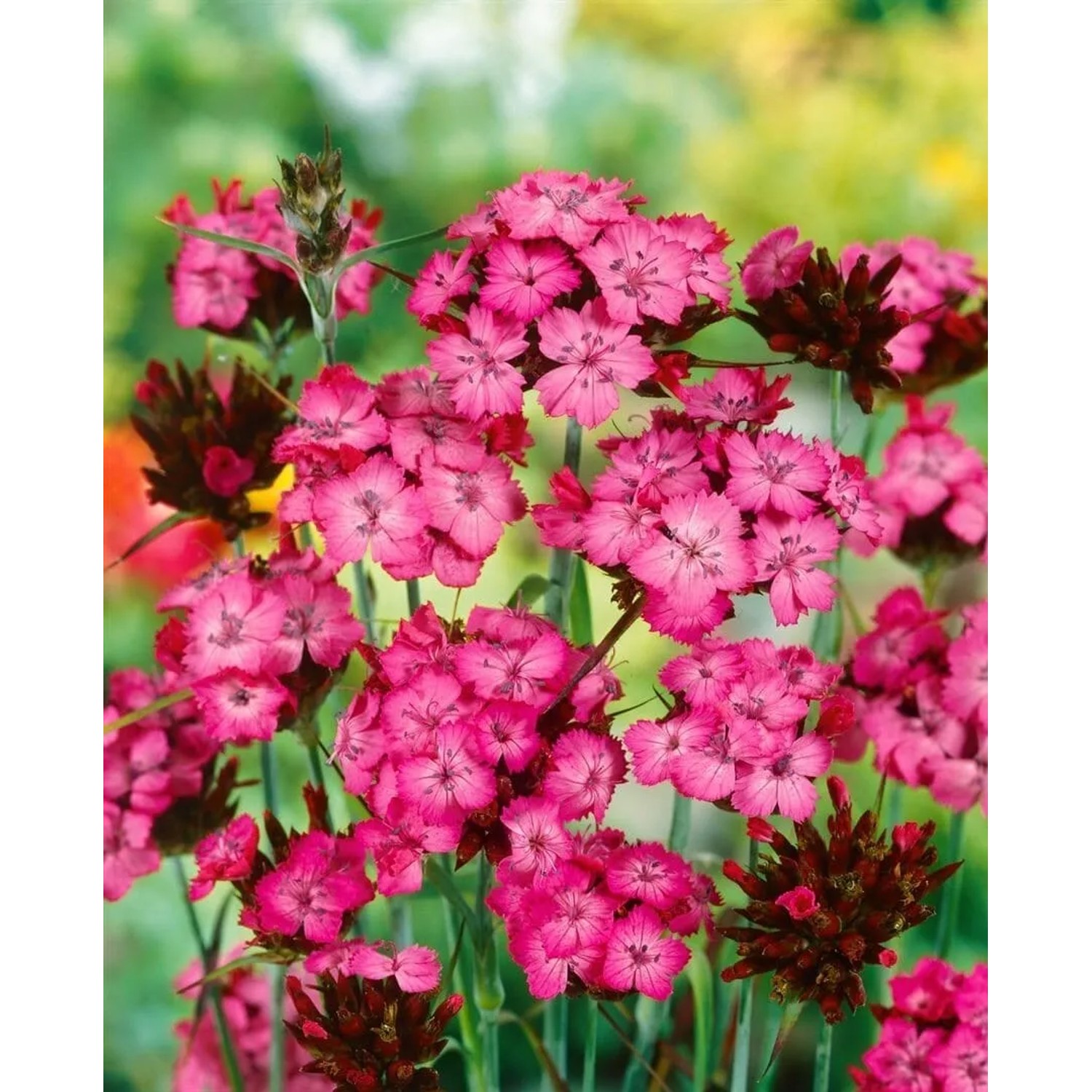 Karthäusernelke (Dianthus carthusianorum) im 9x9 cm Topf mit leuchtend pinkfarbenen Blüten.