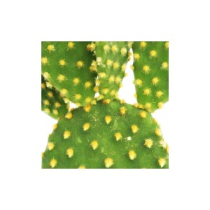 Gelbstachliger Ohrenkaktus (Opuntia microdasys) im 8,5cm Topf. Grüne Kaktusblätter mit gelben Stacheln.