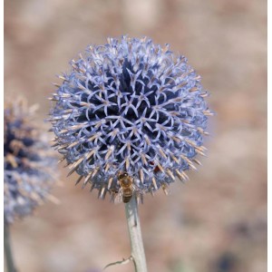 Nahaufnahme einer blauen Kugeldistel (Echinops ritro) mit einer Biene.