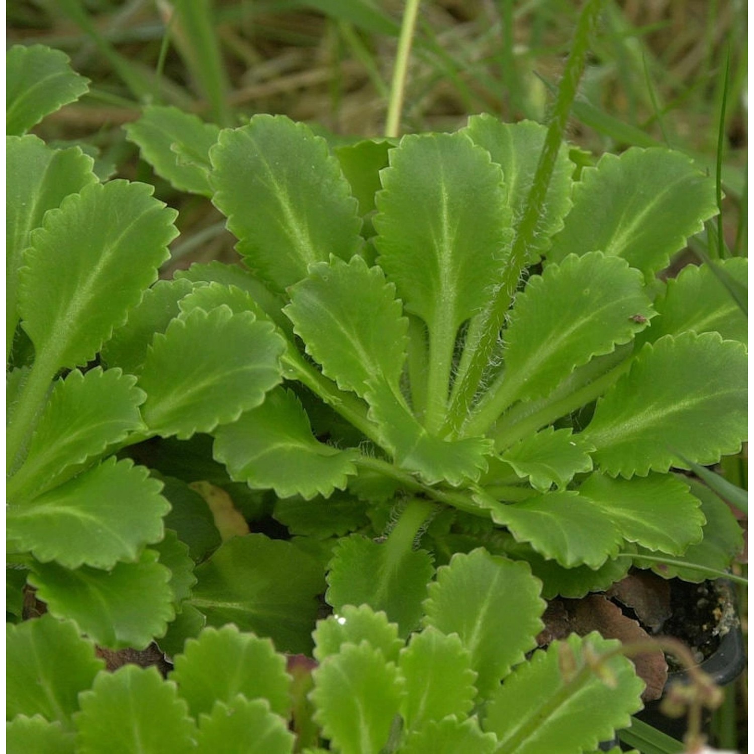 Porzellanblümchen - Saxifraga urbium günstig online kaufen