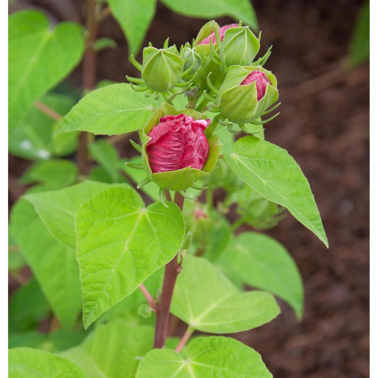 Sumpfeibisch Fireball - Hibiscus moscheutos günstig online kaufen