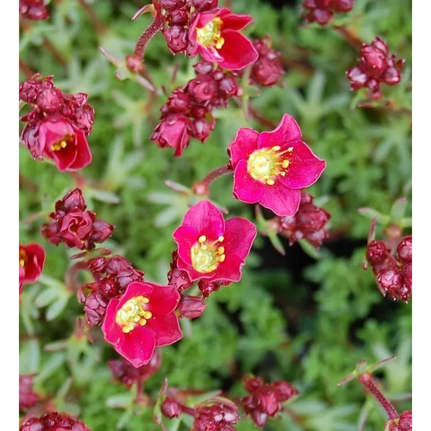 Moossteinbrech Peter Pan - Saxifraga arendsii