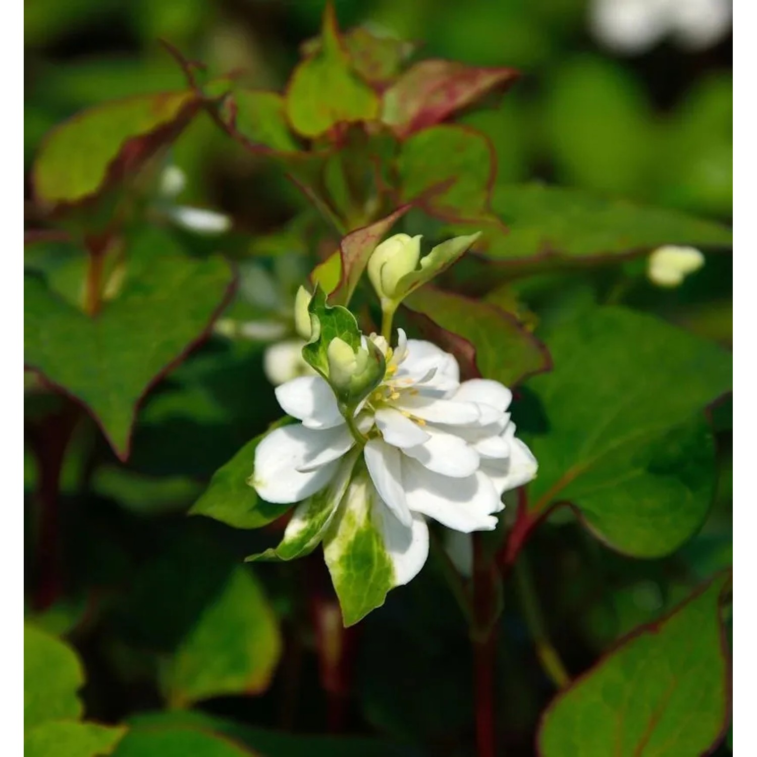 Eidechsenschwanz Plena - Houttuynia cordata