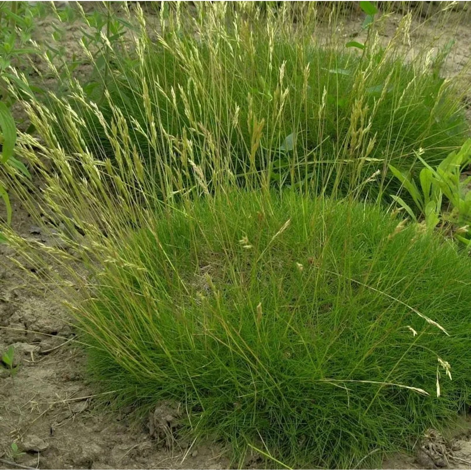 Bärenfellschwingel Teddybär - Festuca gautieri