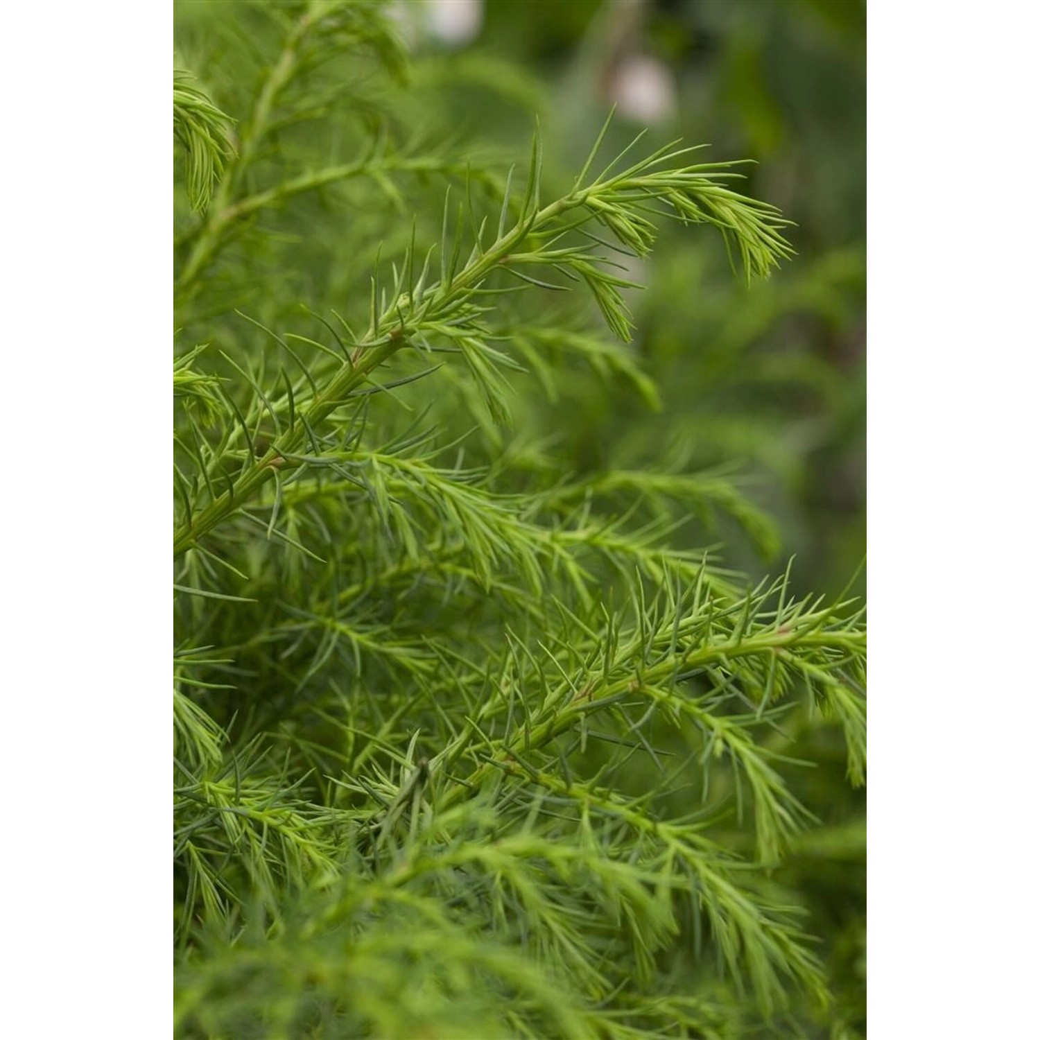 Cryptomeria Japonica Elegans Viridis Japanische Sicheltanne 20–30 cm günstig online kaufen
