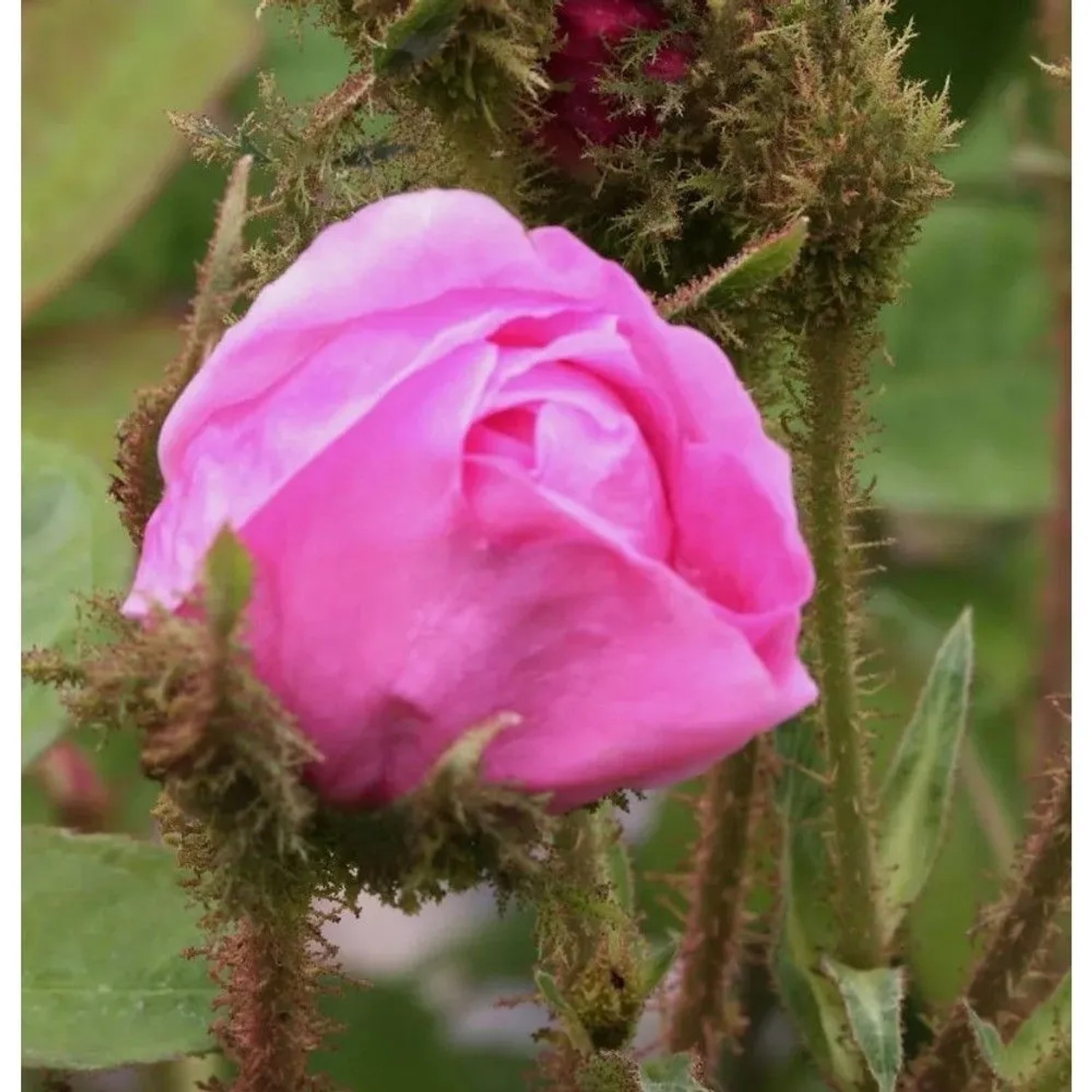 Nahaufnahme einer pinken Historischen Rose Muscosa Knospe mit moosigen Kelchblättern, bereit zum Aufblühen.