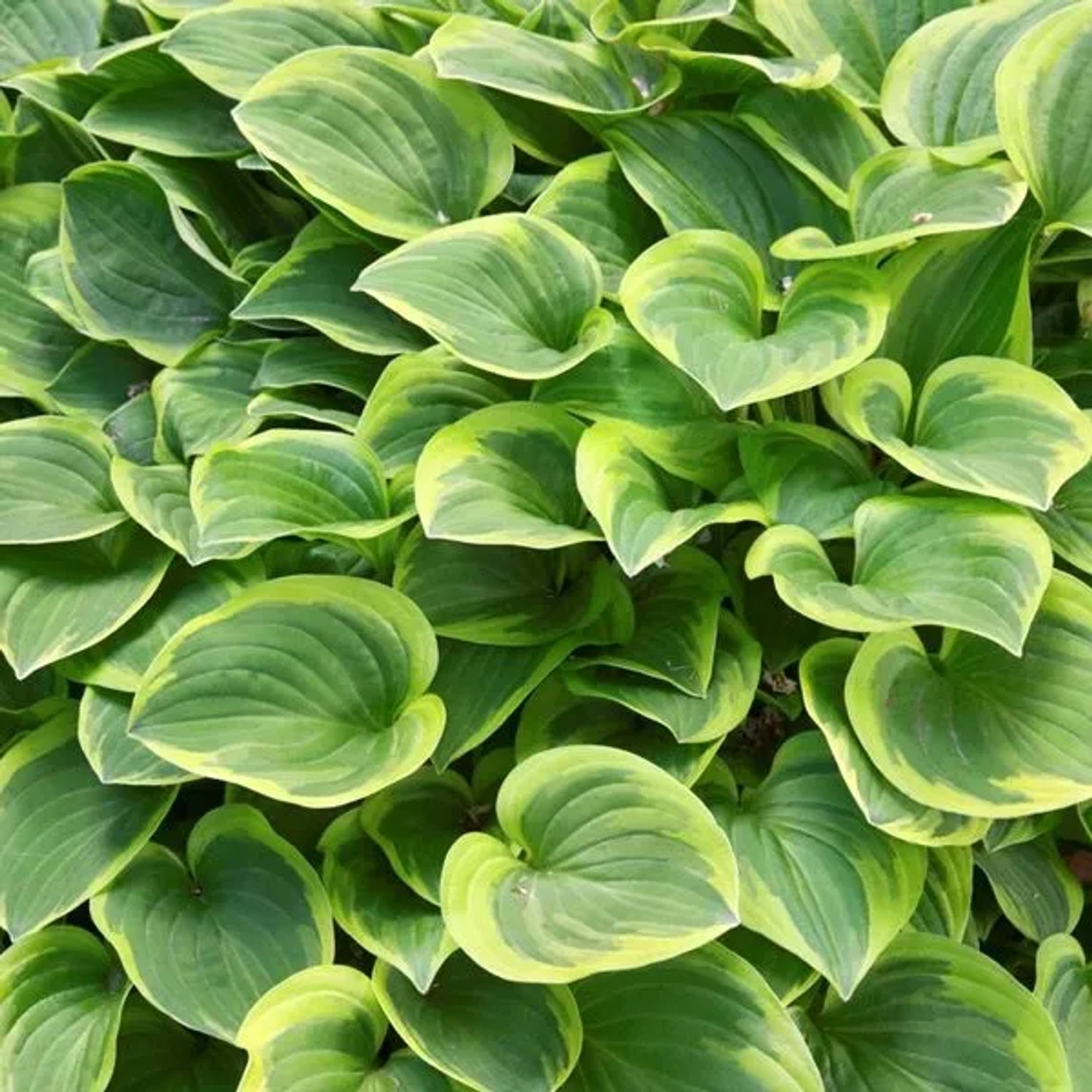 6 x Funkie 'Golden Tiara' Hosta Topf 9cm Goldgelbes Laub