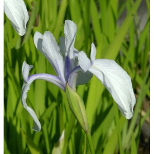 Nahaufnahme der weißen Blüte der Asiatischen Sumpf Schwertlilie (Iris laevigata) Snow Drift.