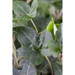 Detailaufnahme: Immergrüner Hedera Helix Efeu 'Plattensee' im 9x9 cm Topf.