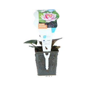 GROW by OBI Seerose 'Attraction': Rote Seerose im Topf, ideal für den Gartenteich.