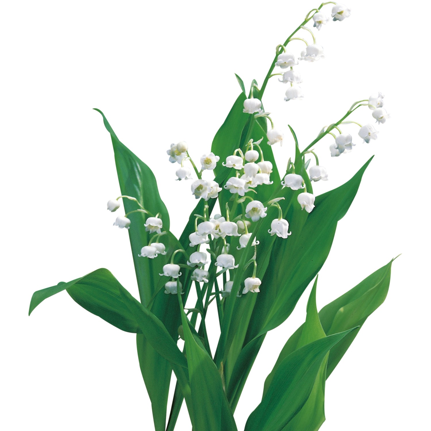 GROW by OBI Duftender Garten "Maiglöckchen" Weiß kaufen bei OBI