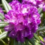 Nahaufnahme eines zweifarbigen Rhododendron Hybr. Kabarett mit lila-weißen Blüten.
