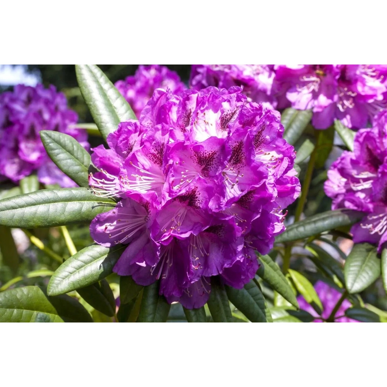 Nahaufnahme eines zweifarbigen Rhododendron Hybr. Kabarett mit lila-weißen Blüten.