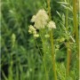Glänzende Wiesenraute (Thalictrum lucidum) mit zarten, hellgelben Blüten. Eine schöne Gartenstaude.