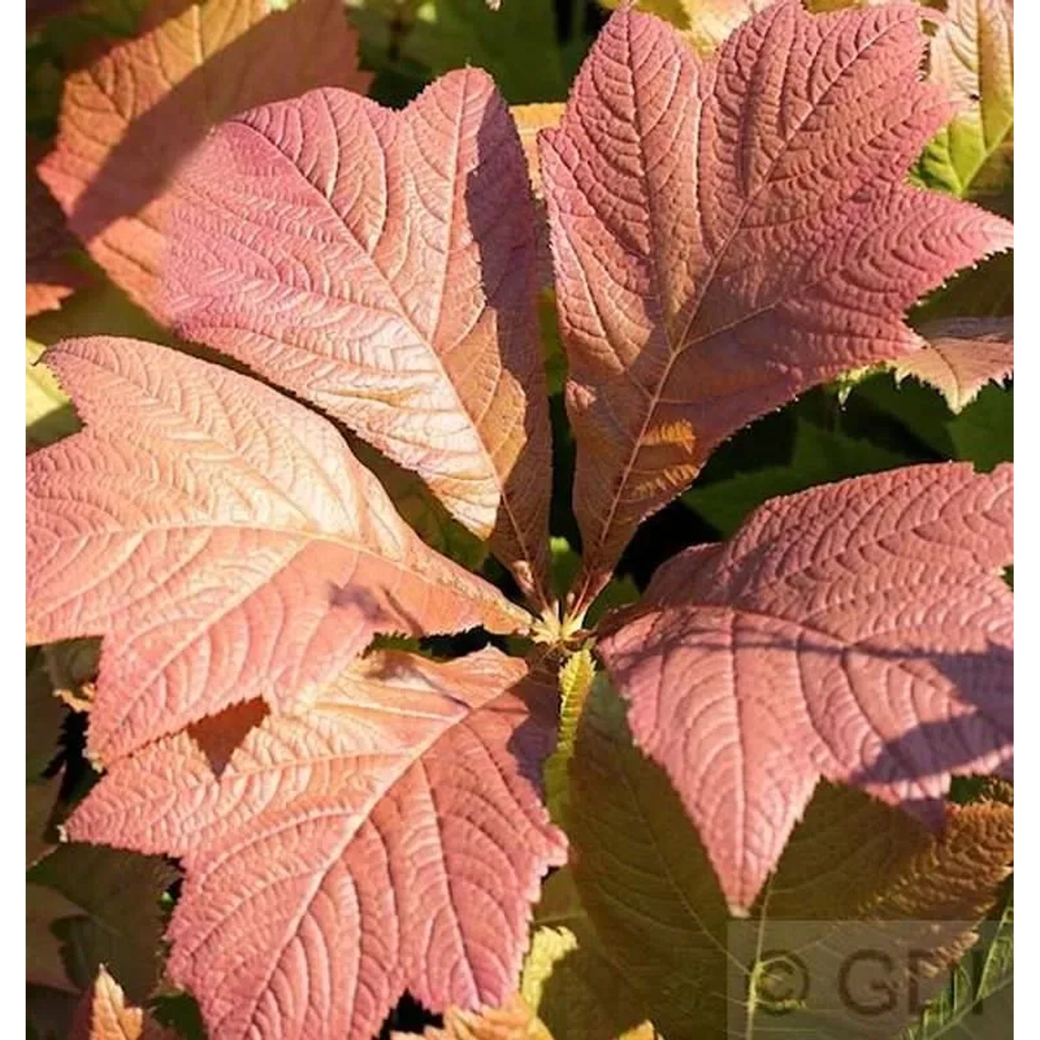 Fiederblättriges Schaublatt Chocolate Wings - Rodgersia pinnata
